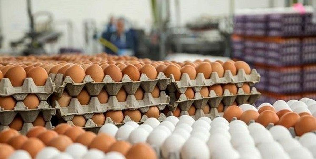 جزئیات افزایش قیمت تخم مرغ طی یک سال و نیم گذشته+ نمودار