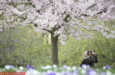 زنی در حال عکس گرفتن از شکوفه‌ها. لندن، بریتانیا